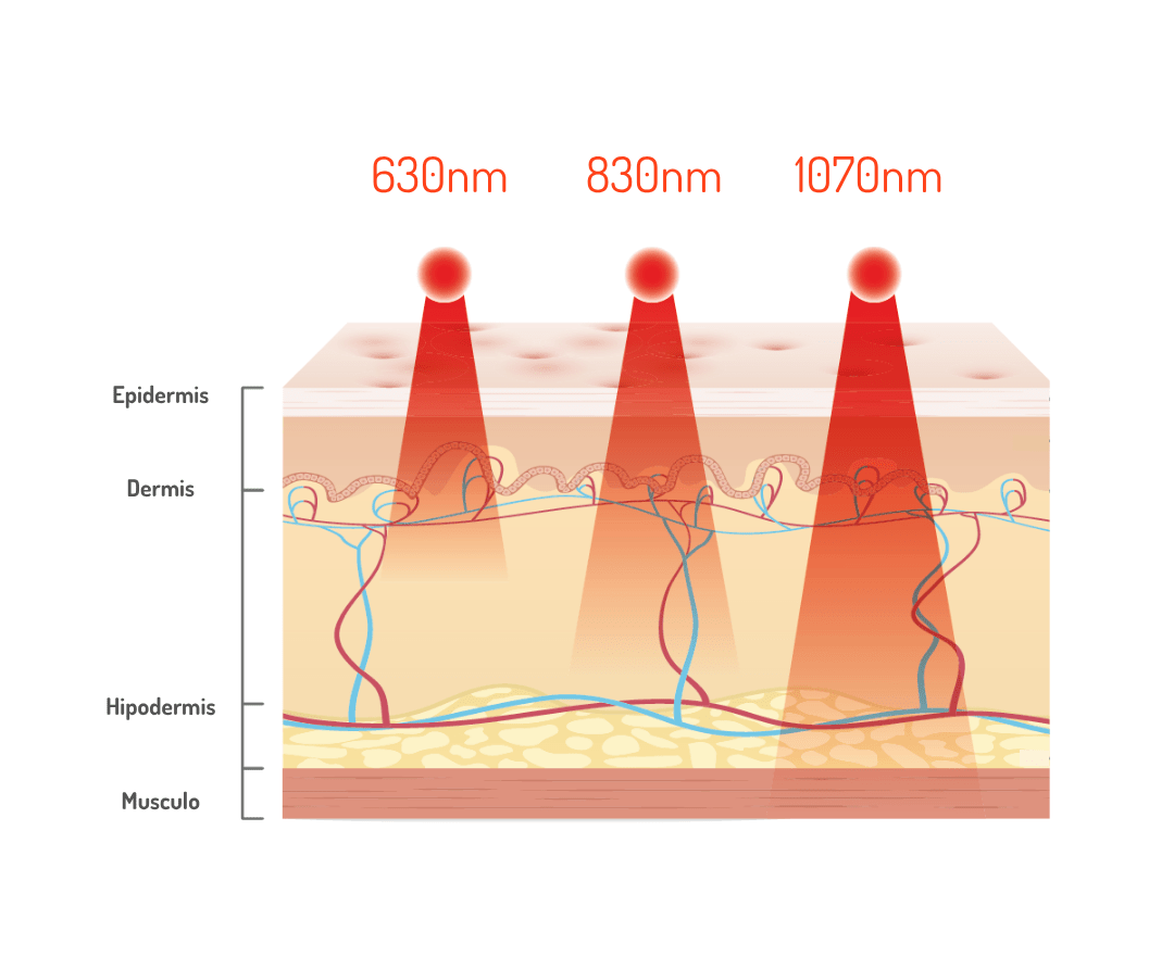 Each wavelength is absorbed at a different depth, from the surface of the epidermis down to the hypodermis.